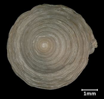 Media type: image;   Malacology 7453 Aspect: apical
